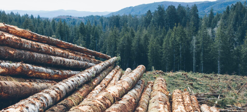 Deforestation Abholzung Deforestación