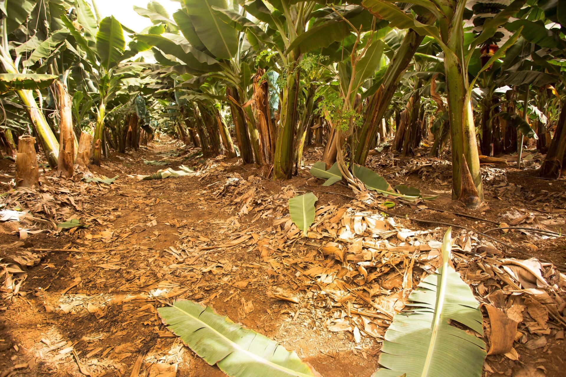 Agroforestry