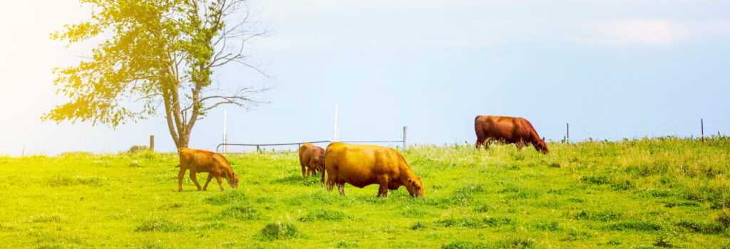 Grass-Fed Beef