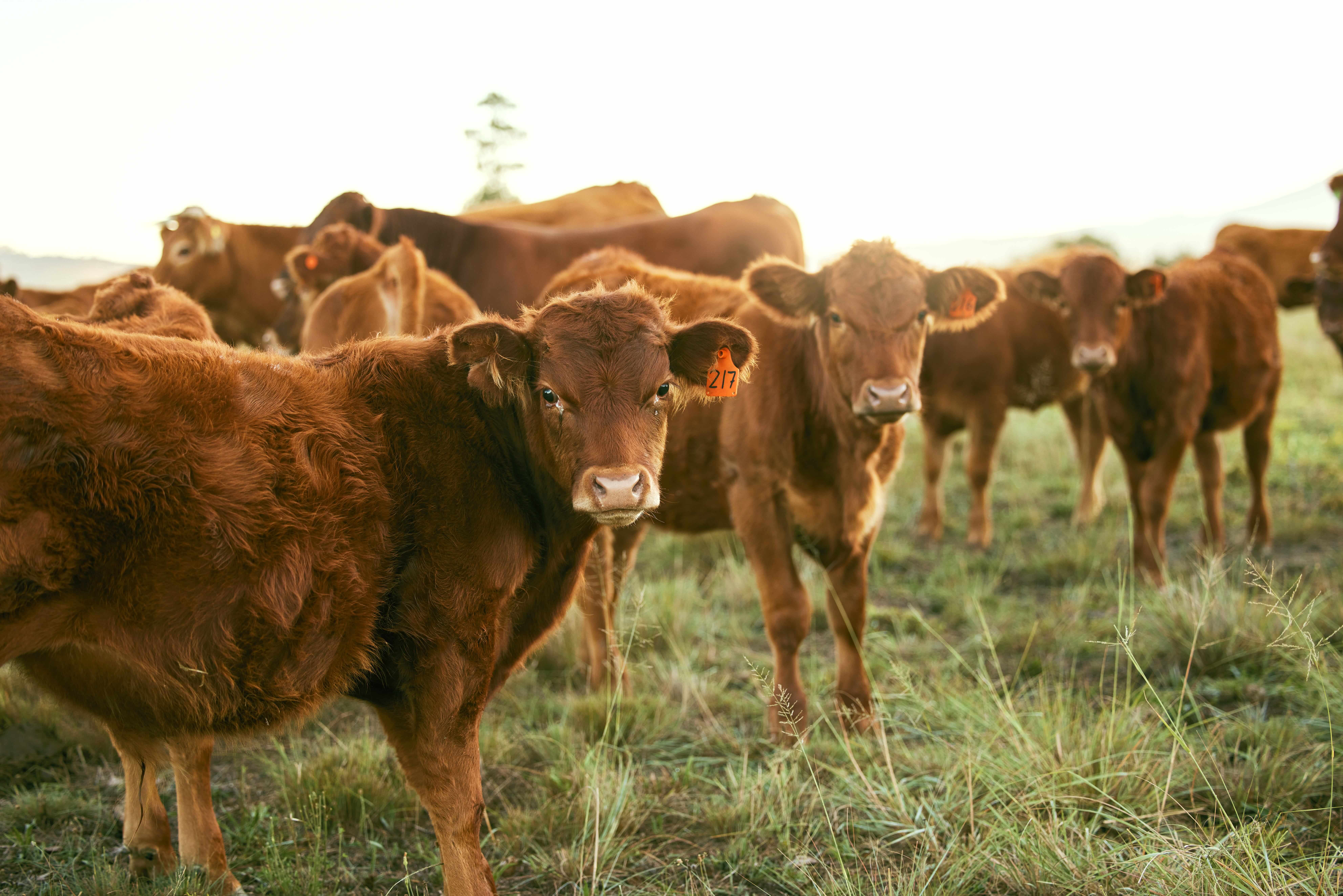Grass-Fed Beef