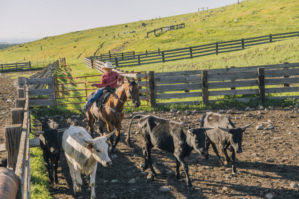 Cattle ranching